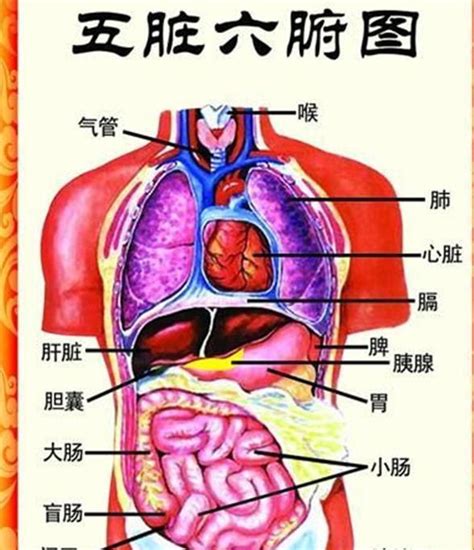 五藏六腑|五脏六腑（人体器官）